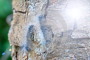 Eupterote Testacea Walker. Black caterpillar with white hair Tree background