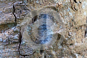 Eupterote Testacea Walker. Black caterpillar with white hair Tree background