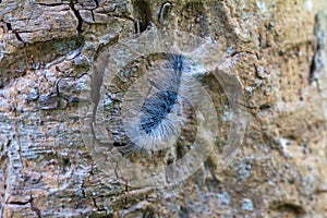 Eupterote Testacea Walker. Black caterpillar with white hair Tree background