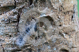Eupterote Testacea Walker. Black caterpillar with white hair Tree background