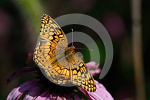 Euptoieta Claudia or variegated fritillary on Echinacea flower.