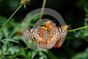 Euptoieta Claudia or variegated fritillary in the late summer sun.