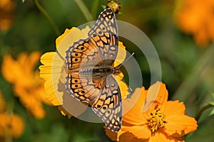 Euptoieta Claudia or variegated fritillary on orange cosmos.