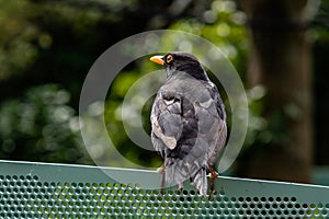 Euraisan blackbird sitting on a fence. Auckland Zoo Auckland New Zealand