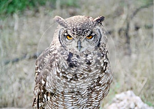 Eurasean Eagle Owl