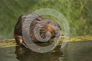 The Eurasian beaver Castor fiber.