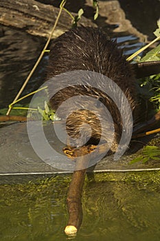 The Eurasian beaver Castor fiber.