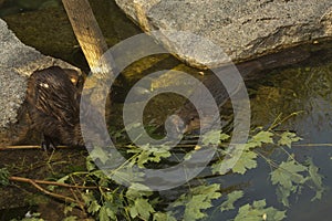 The Eurasian beaver Castor fiber.