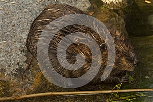 The Eurasian beaver Castor fiber.