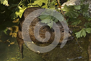 The Eurasian beaver Castor fiber.