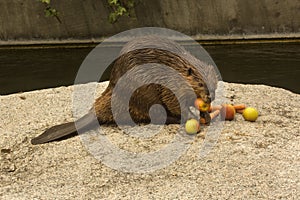 The Eurasian beaver (Castor fiber).