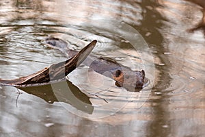 Eurasian beaver Castor fiber  swimming in the river