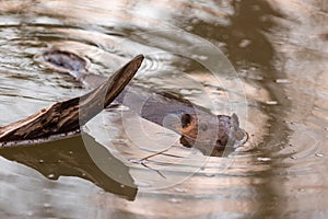 Eurasian beaver Castor fiber  swimming in the river