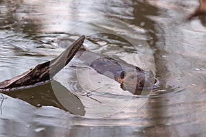 Eurasian beaver Castor fiber  swimming in the river