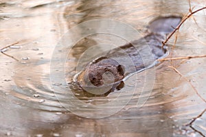 Eurasian beaver Castor fiber  swimming in the river