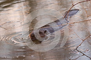 Eurasian beaver Castor fiber  swimming in the river