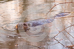 Eurasian beaver Castor fiber  swimming in the river