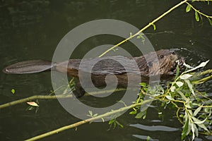 The Eurasian beaver Castor fiber. photo