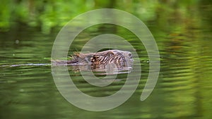 Eurasian beaver floating under water with his head out