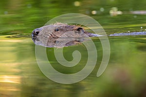 Eurasian beaver peeking out from water in spring nature