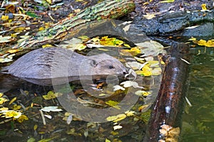 Eurasian beaver swimming in the pond in autumn, colorful autumn leaves on the water surface