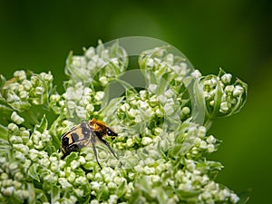 A Eurasian bee beetle sitting on a white flower