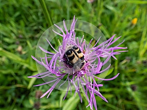 Eurasian bee beetle (Trichius fasciatus) ona purple flower in summer. Head and pronotum are black, the elytra