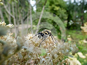 Eurasian bee beetle (Trichius fasciatus) on plant with white flowers. Head and pronotum are black, the elytra are