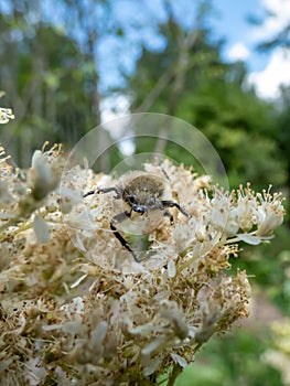 Eurasian bee beetle (Trichius fasciatus) on plant with white flowers. Head and pronotum are black, the elytra are