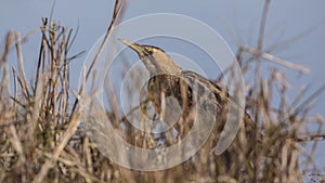 Eurasian Bittern Behind Reeds