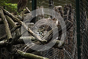 Eurasian bittern (Botaurus stellaris).