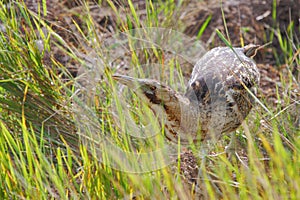 Eurasian Bittern (Botaurus stellaris)