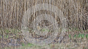 Eurasian Bittern(Botaurus stellaris) in Japan