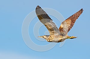 Eurasian bittern in flight with fully spreaded wings and clear blue sky