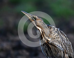 The Eurasian bittern or great bittern Botaurus stellaris