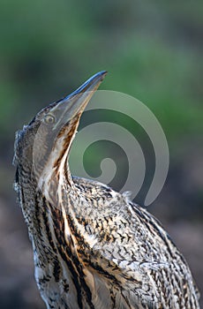 The Eurasian bittern or great bittern Botaurus stellaris