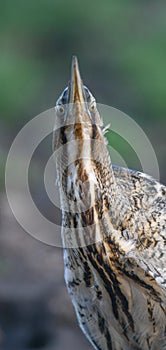 The Eurasian bittern or great bittern Botaurus stellaris