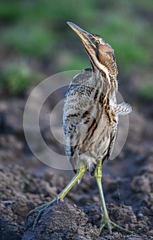 The Eurasian bittern or great bittern Botaurus stellaris