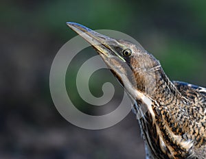 The Eurasian bittern or great bittern Botaurus stellaris