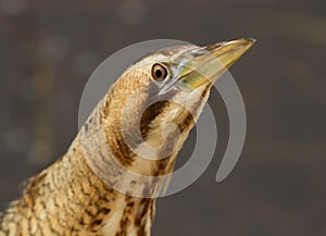 Eurasian Bittern or Great Bittern (Botaurus stellaris)