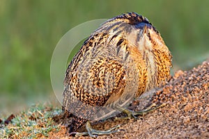 Eurasian bittern or great bittern or botaurus stellaris portrait in green background during winter migration at keoladeo bharatpur