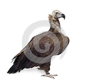 Eurasian Black Vulture (42 years)