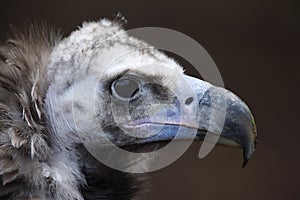 Eurasian black vulture Aegypius monachus