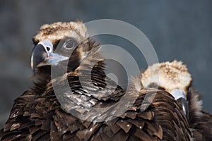 Eurasian Black Vulture (Aegypius monachus) photo