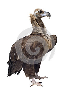 Eurasian Black Vulture - Aegypius monachus photo