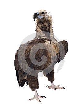 Eurasian Black Vulture - Aegypius monachus