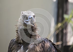 Eurasian Black Vulture Aegypius monachus