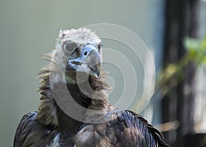 Eurasian Black Vulture Aegypius monachus