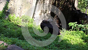 Eurasian black vulture in Kiev Zoo