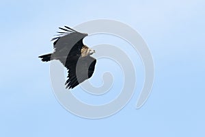 Eurasian Black Vulture, Monk vulture, in flight